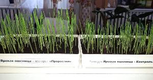 Стимулятор роста растений - органическое удобрение ПроРостим Город Новороссийск